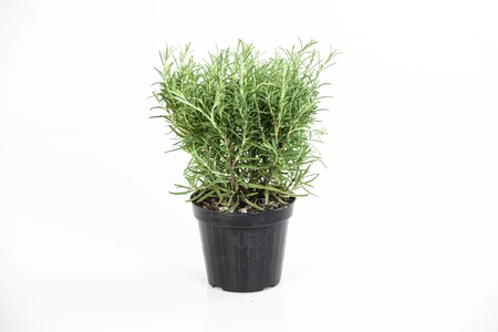 (06) ROSMARINUS OFFICINALIS P14 - afbeelding 2