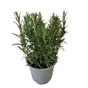 (06) ROSMARINUS OFFICINALIS P14 - afbeelding 2