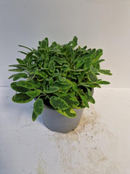 (06) SALVIA ICTERINA P14 - afbeelding 1