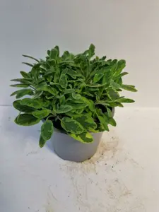 (06) SALVIA ICTERINA P14 - afbeelding 4