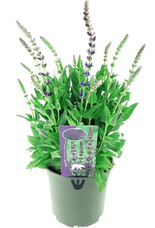 Salvia Nemorosa Ostfriesland – Paarsviolet, Bossige Bloeiwijze - afbeelding 1