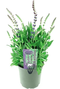 Salvia Nemorosa Ostfriesland – Paarsviolet, Bossige Bloeiwijze - afbeelding 3