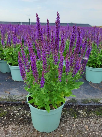Salvia Nemorosa Ostfriesland – Paarsviolet, Bossige Bloeiwijze - afbeelding 3