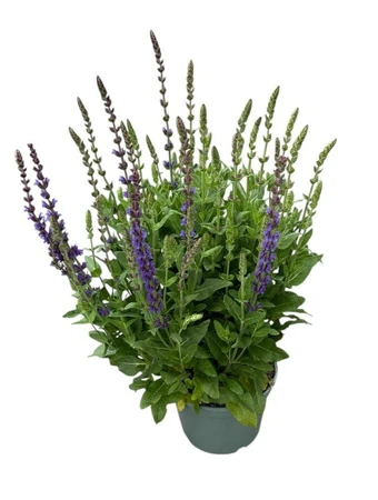 Salvia Nemorosa Ostfriesland – Paarsviolet, Bossige Bloeiwijze - afbeelding 2