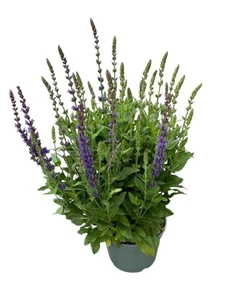 Salvia Nemorosa Ostfriesland – Paarsviolet, Bossige Bloeiwijze - afbeelding 2