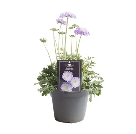 (06) SCABIOSA BUTTERFLY BLUE P15 - afbeelding 1