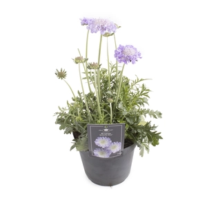 (06) SCABIOSA BUTTERFLY BLUE P15 - afbeelding 2