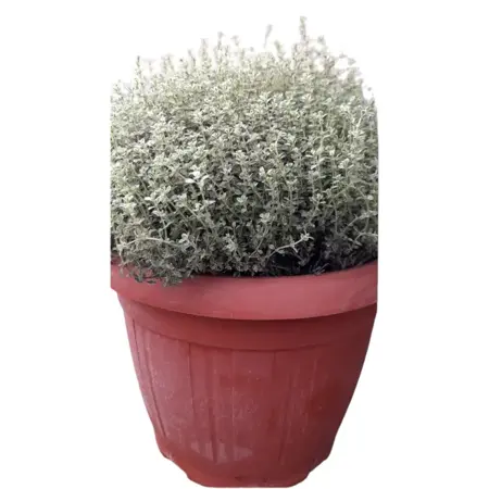 (06) THYMUS VULGARIS P25 - afbeelding 1