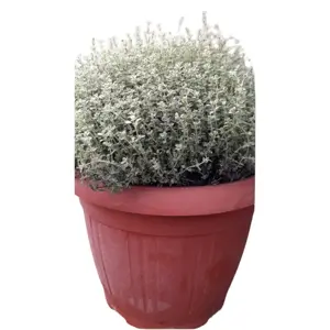 (06) THYMUS VULGARIS P25 - afbeelding 2