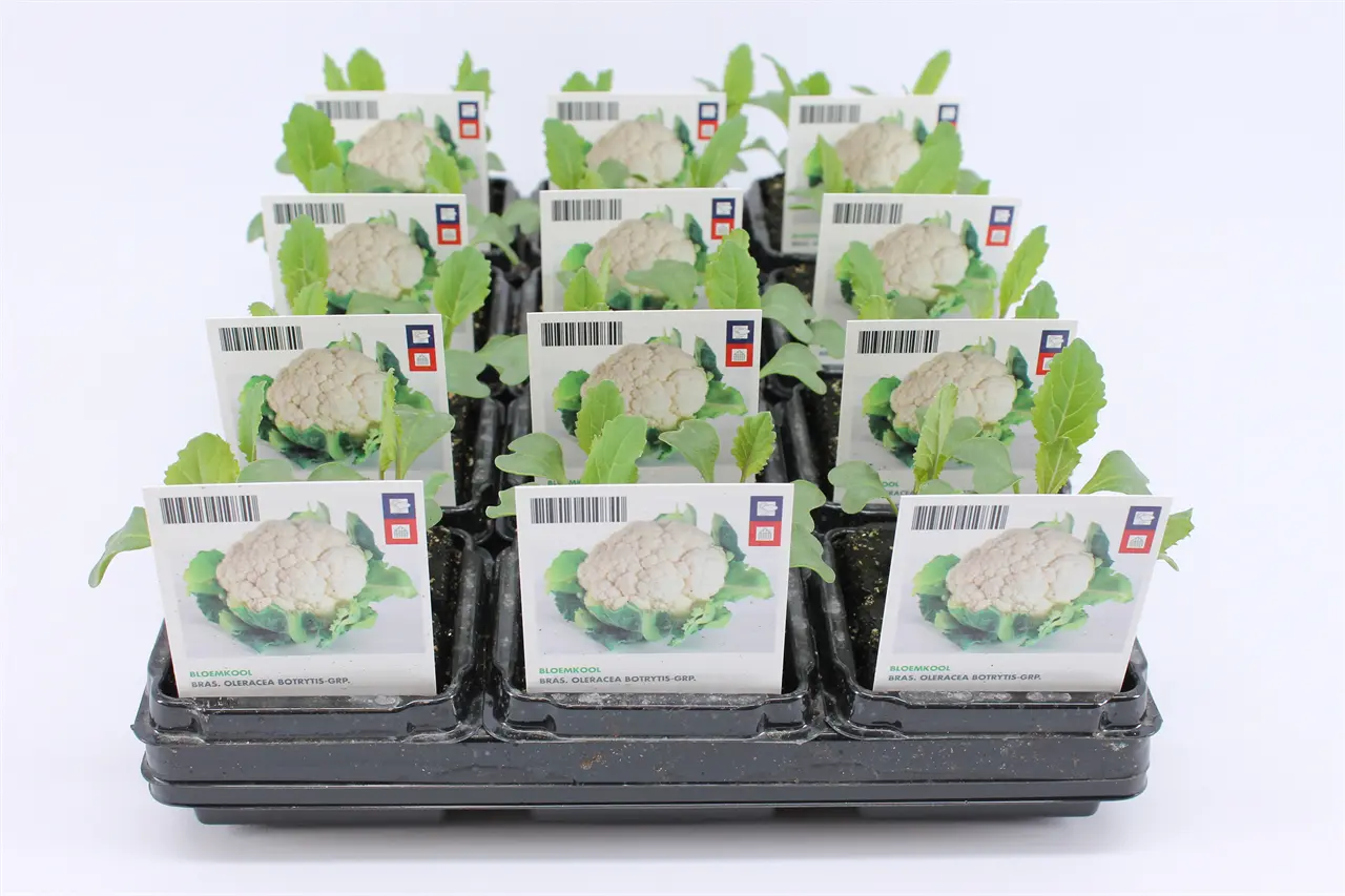 Bio Kool, Bloemkool - Tuinland | Hét Tuincentrum van het Noorden ...