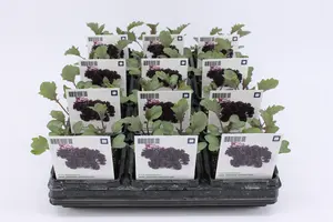 (07) BIO KOOL, BOERENKOOL ROOD