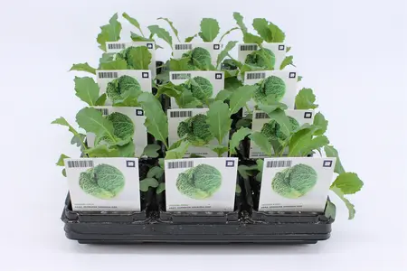 (07) BIO KOOL, GROENE KOOL