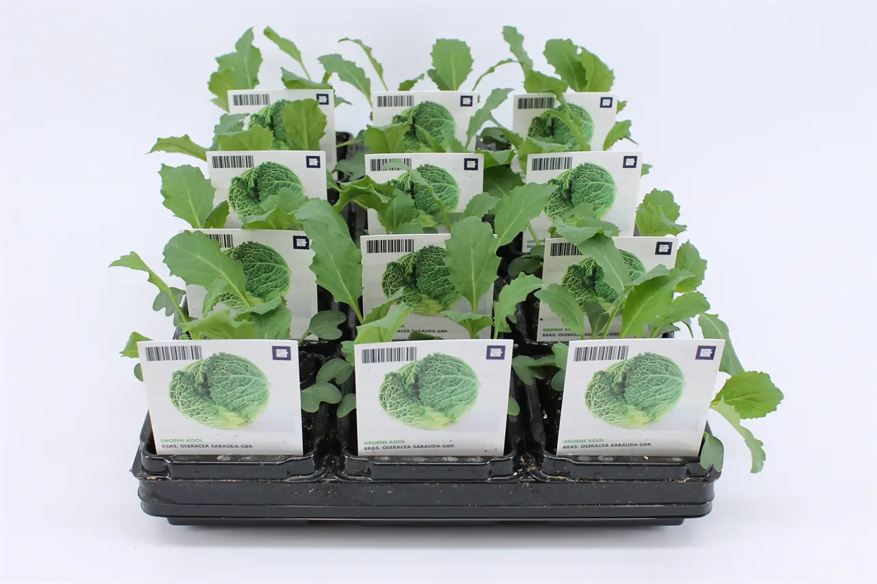 Kool, Groene (Bio) - Tuinland | Hét Tuincentrum van het Noorden | Volop ...