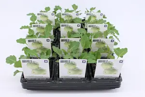 (07) BIO KOOL, KOOLRABI GROOT