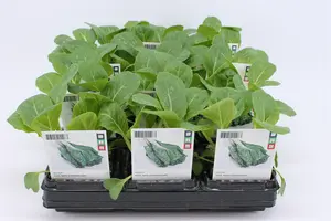 (07) BIO KOOL, PAKSOY