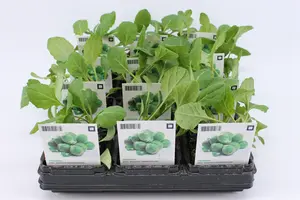 (07) BIO KOOL, SPRUITKOOL