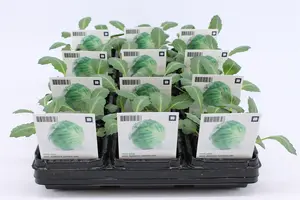 (07) BIO KOOL, WITTE KOOL