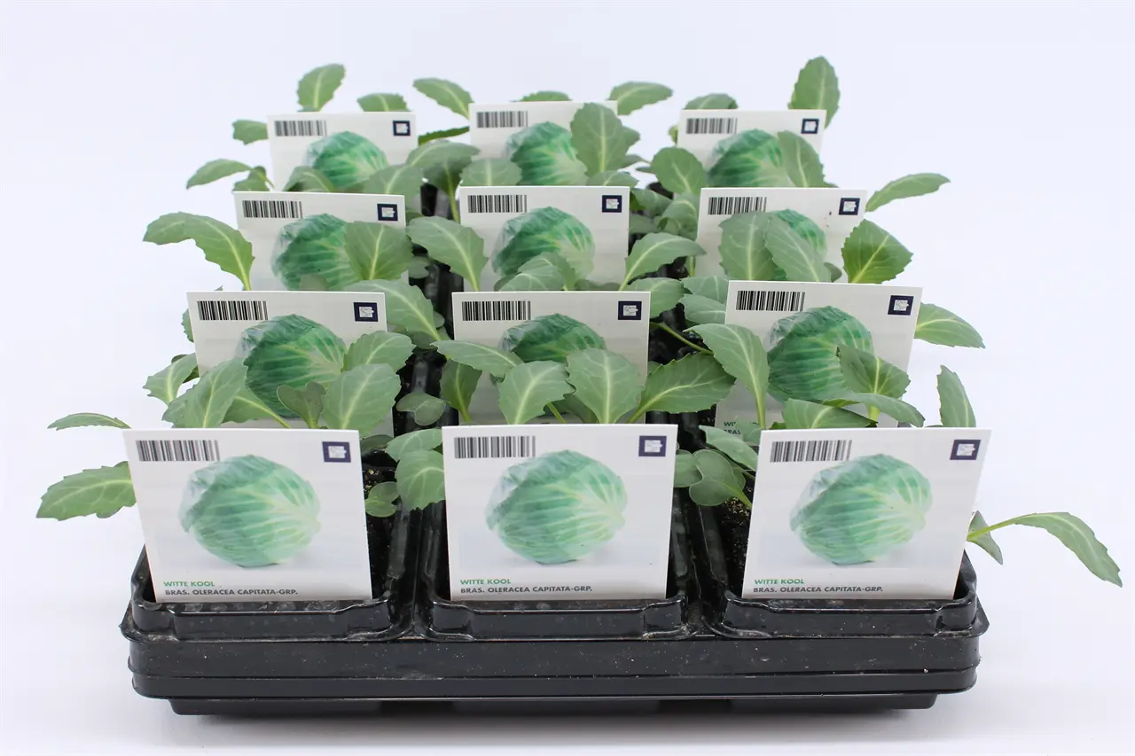 Kool, Witte (Bio) - Tuinland | Hét Tuincentrum van het Noorden | Volop ...