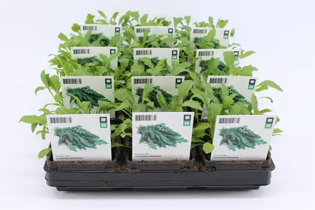 (07) BIO RUCOLA