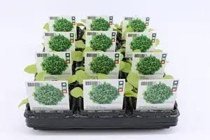 (07) BIO SLA, EIKEBLADSLA GROEN