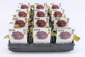 (07) BIO SLA, LOLLO ROSSA