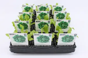 (07) BIO SLA, VOLLEGRONDSLA GROEN