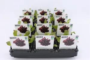 (07) BIO SLA, VOLLEGRONDSLA ROOD
