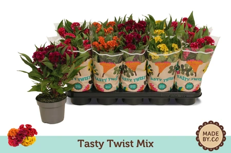Celosia argentea var. cristata 'Tasty Twist' –  Gekrulde bloeiwijze, diverse kleuren