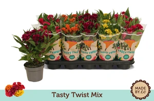 Celosia argentea var. cristata 'Tasty Twist' –  Gekrulde bloeiwijze, diverse kleuren