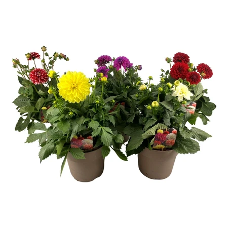(07) DAHLIA HYBRIDE P23