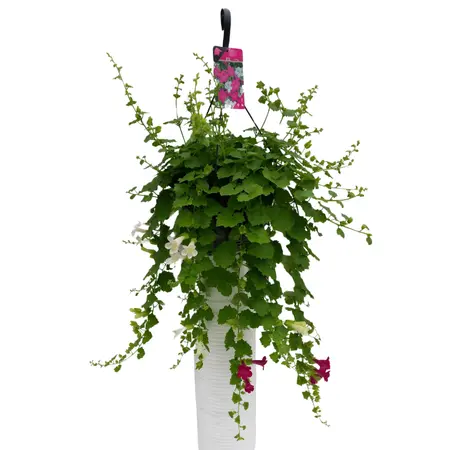 Lophospermum erubescens 'Lofos' –  Hangplant met trechtervormige bloemen, diverse kleuren