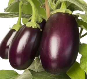 PICK-&-JOY® AUBERGINE, 50-60 CM P14 - afbeelding 2
