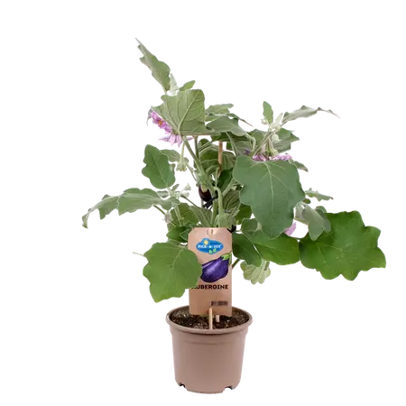 PICK-&-JOY® AUBERGINE, 50-60 CM P14 - afbeelding 1