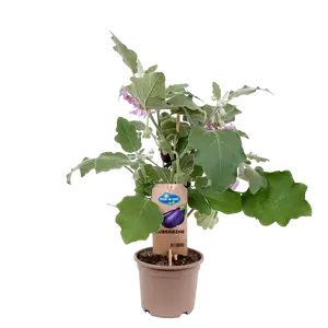 PICK-&-JOY® AUBERGINE, 50-60 CM P14 - afbeelding 2
