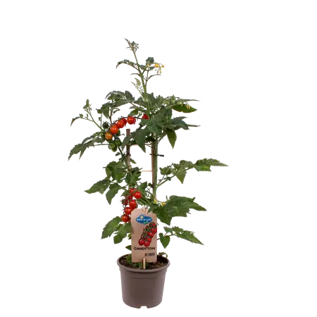 PICK-&-JOY® CANDYTOM RED, 50 CM P14 - afbeelding 1