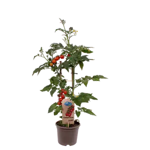 PICK-&-JOY® CANDYTOM RED, 50 CM P14 - afbeelding 2