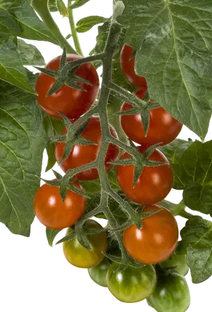 PICK-&-JOY® CANDYTOM RED, 50 CM P14 - afbeelding 2