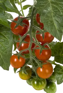 PICK-&-JOY® CANDYTOM RED, 50 CM P14 - afbeelding 2