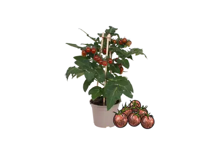 PICK-&-JOY® CHERRY  TOMATO BROWN  14CM 40CM