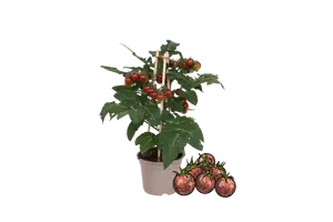 PICK-&-JOY® CHERRY TOMATO BROWN 14CM 40CM