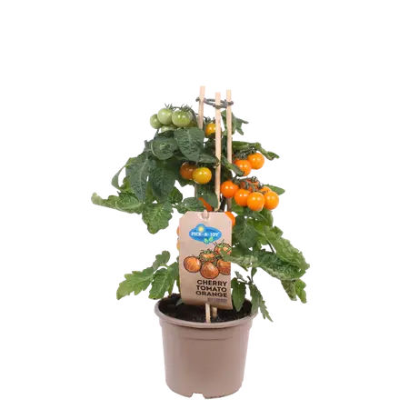 PICK-&-JOY® CHERRY TOMATO ORANGE, 40 CM P14 - afbeelding 1