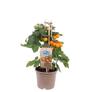 PICK-&-JOY® CHERRY TOMATO ORANGE, 40 CM P14 - afbeelding 2