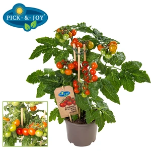 PICK-&-JOY® CHERRY TOMATO RED, 40 CM P14