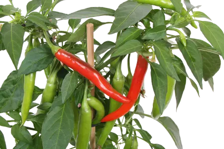 PICK-&-JOY® HOT CHILI RED, 45 CM P14 - afbeelding 2