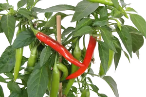 PICK-&-JOY® HOT CHILI RED, 45 CM P14 - afbeelding 2