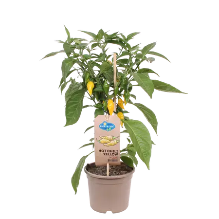 PICK-&-JOY® HOT CHILI YELLOW, 50 CM P14 - afbeelding 1