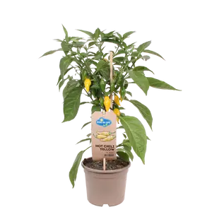 PICK-&-JOY® HOT CHILI YELLOW, 50 CM P14 - afbeelding 2