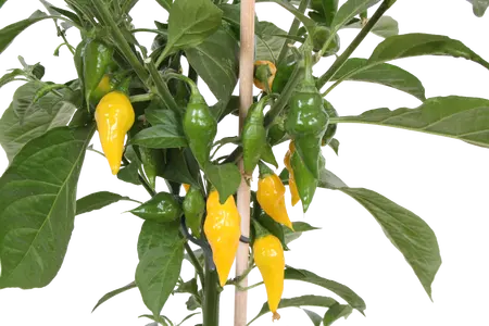 PICK-&-JOY® HOT CHILI YELLOW, 50 CM P14 - afbeelding 2