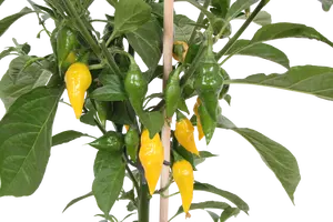 PICK-&-JOY® HOT CHILI YELLOW, 50 CM P14 - afbeelding 2