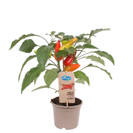 Pick-&-Joy Milde Peper, 45 Cm P14 - afbeelding 1
